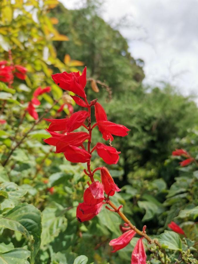The Galways Edge Homestay Nuwara Eliya Bagian luar foto
